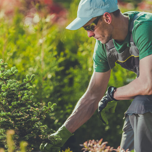 Plano de Manejo Florestal